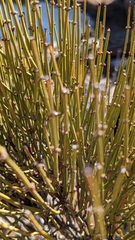 Ephedra viridis