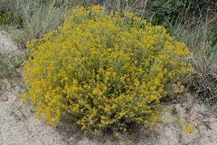 Gutierrezia microcephala