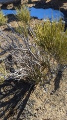 Ephedra viridis
