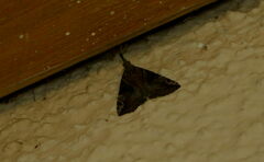 Hypena laceratalis