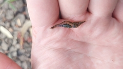 Caridina