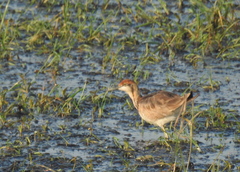 Hydrophasianus chirurgus