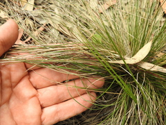 Aristida warburgii