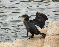 Phalacrocorax carbo