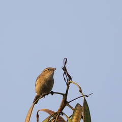 Phylloscopus collybita