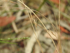 Aristida warburgii