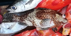 Epinephelus guttatus