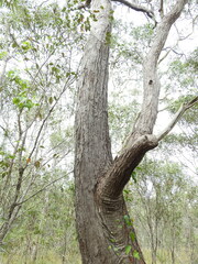 Eucalyptus exserta