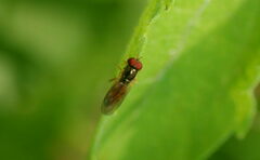 Melanostoma univittatum