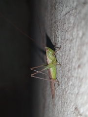 Anisoptera