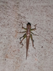 Anisoptera