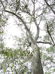 Eucalyptus exserta