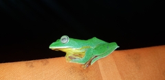 Rhacophorus malabaricus