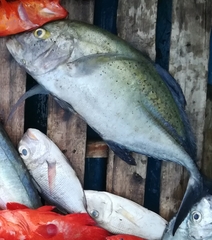 Caranx melampygus
