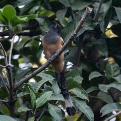 Dendrocitta vagabunda