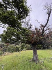 Peraxilla tetrapetala