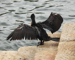 Phalacrocorax carbo