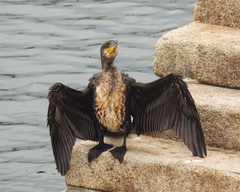 Phalacrocorax carbo