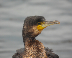 Phalacrocorax carbo
