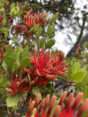 Peraxilla tetrapetala