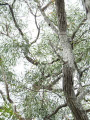Eucalyptus exserta