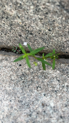 Oldenlandia corymbosa
