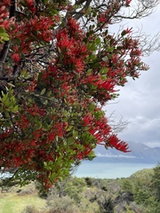 Peraxilla tetrapetala