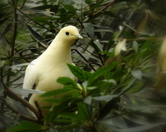 Ducula spilorrhoa