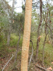 Angophora leiocarpa