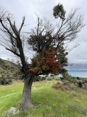 Peraxilla tetrapetala