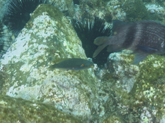 Stethojulis bandanensis