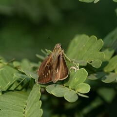 Pelopidas mathias