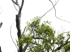 Angophora leiocarpa
