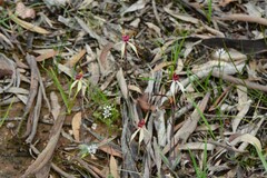 Caladenia fulva
