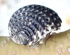 Coenobita