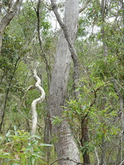 Eucalyptus latisinensis