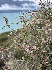 Parsonsia capsularis
