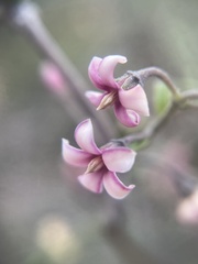 Parsonsia capsularis