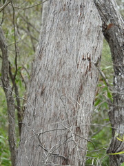 Eucalyptus latisinensis