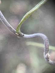 Parsonsia capsularis