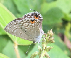 Catochrysops panormus exiguus