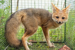 Vulpes chama