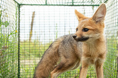 Vulpes chama