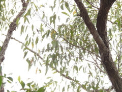 Eucalyptus latisinensis