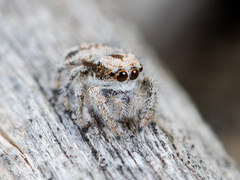 Pseudomogrus dalaensis