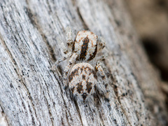 Pseudomogrus dalaensis