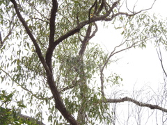 Eucalyptus latisinensis