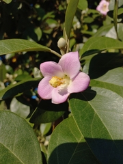 Lagunaria