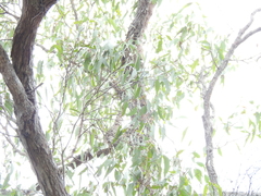 Eucalyptus latisinensis