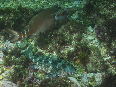 Aplodactylus lophodon